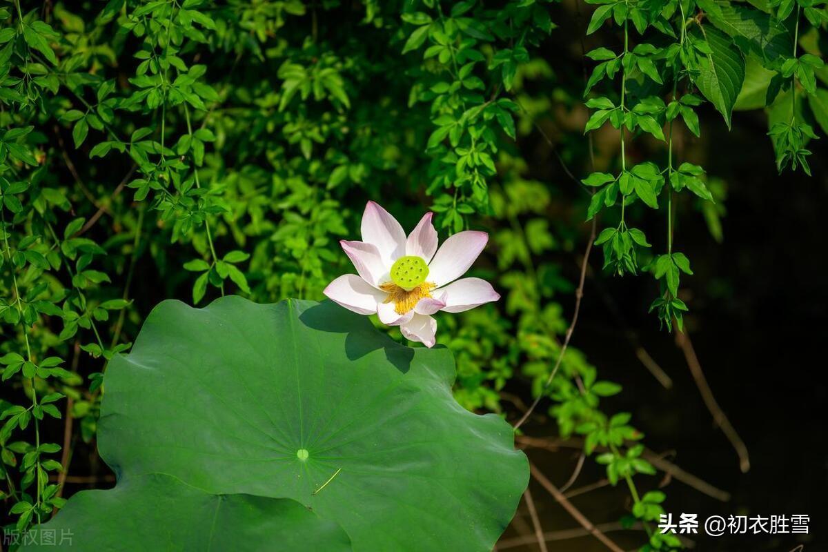 芒种诗词名句大全（芒种节气花事古诗五首）