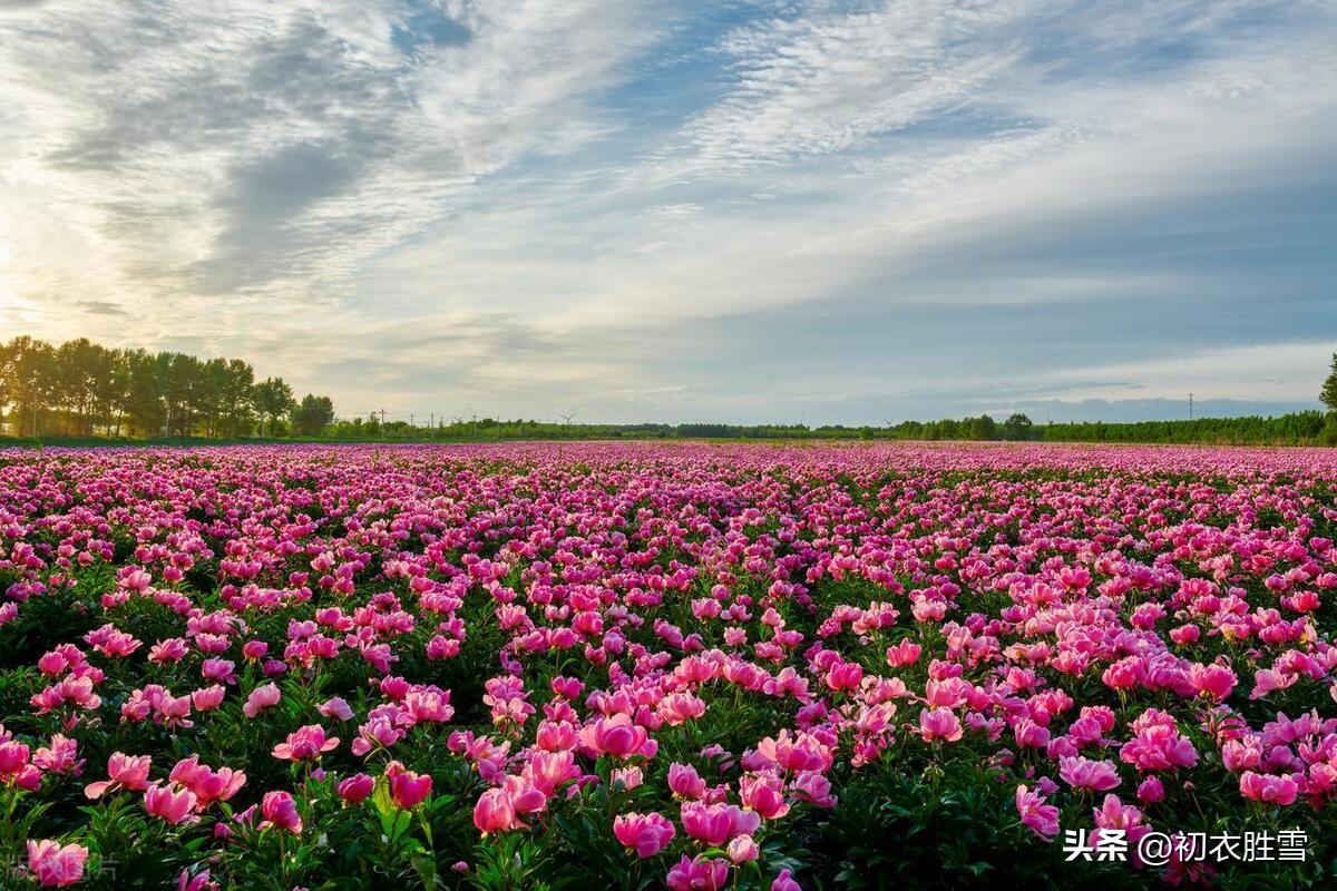 芒种诗词名句大全（芒种节气花事古诗五首）