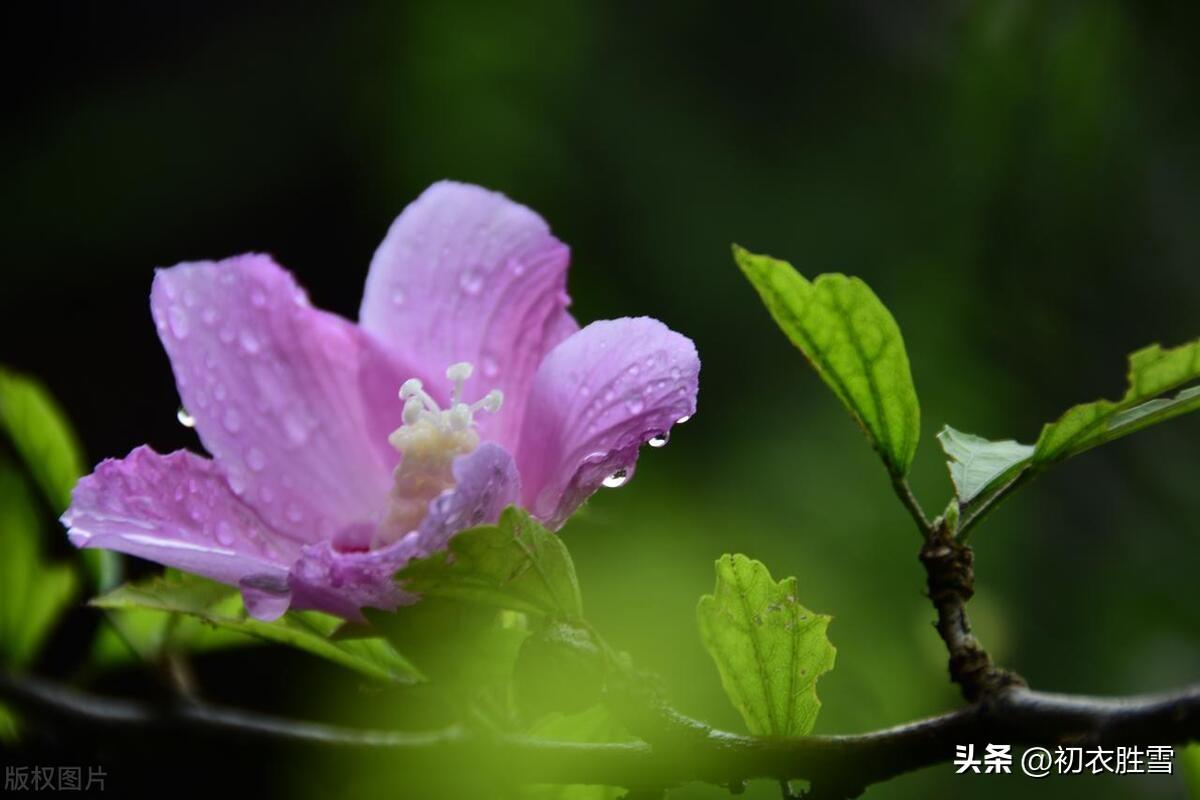 芒种诗词名句大全（芒种节气花事古诗五首）