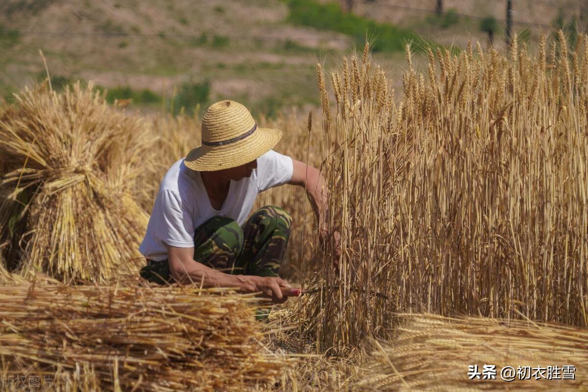 关于夏天的古诗词（夏天麦秋古诗五首）