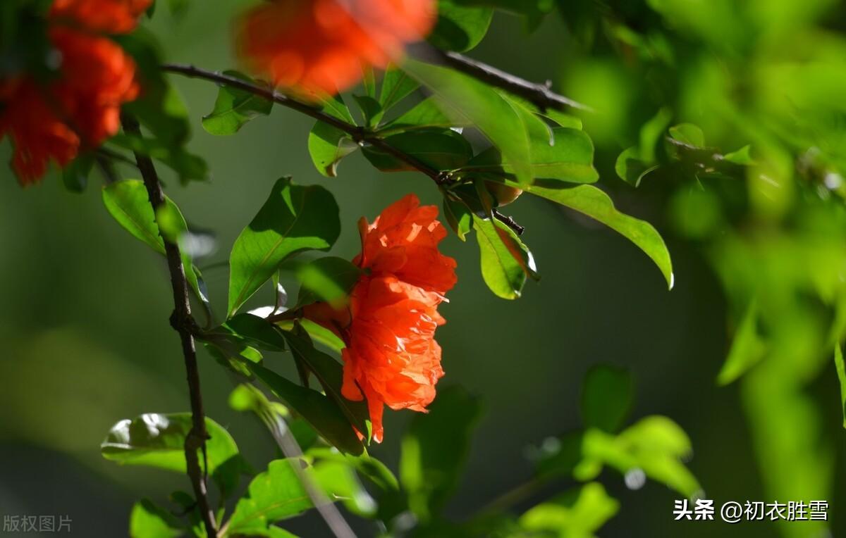 石榴诗词名句有哪些（夏花石榴美诗五首）