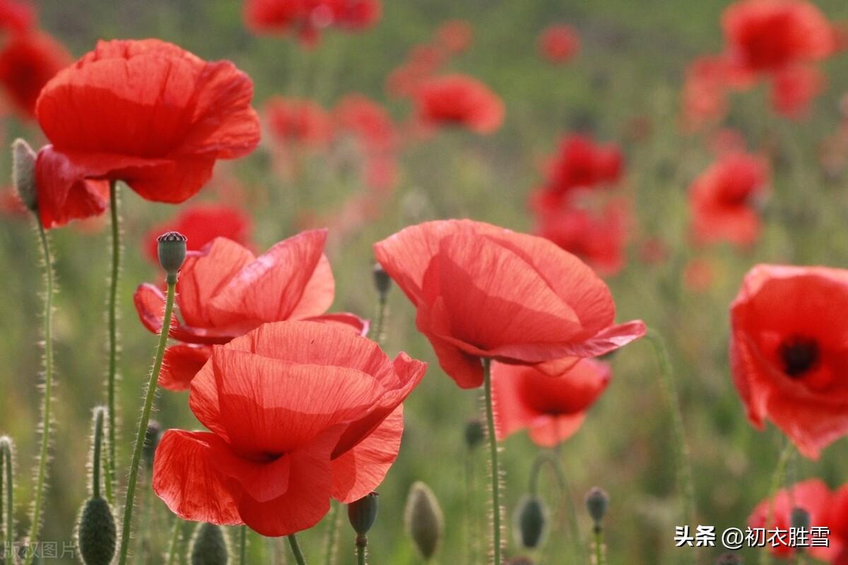 虞美人诗词名句大全（夏花虞美人古诗四首）