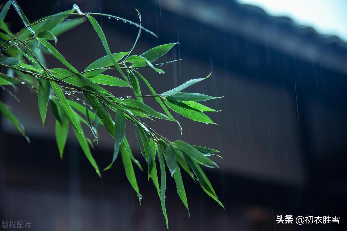 初夏夏雨美诗五首鉴赏（著物声虽暴，滋农润即长）