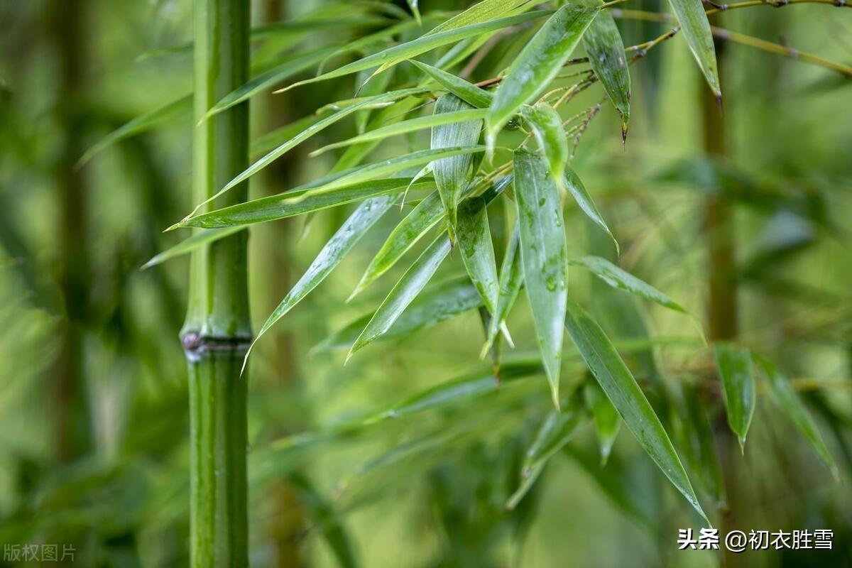 初夏夏雨美诗五首鉴赏（著物声虽暴，滋农润即长）