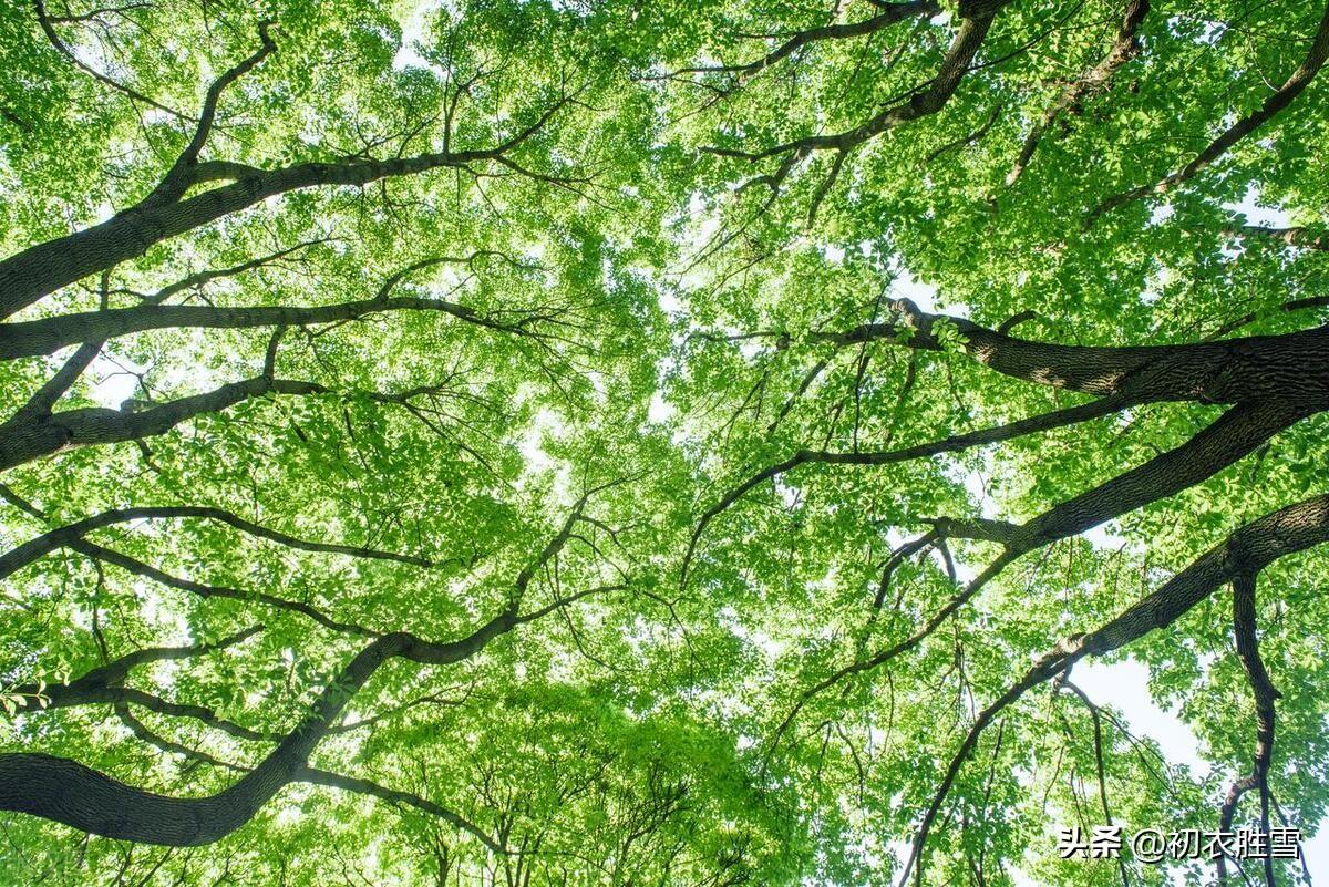 夏天古诗词名句（​初夏夏绿美诗五首）