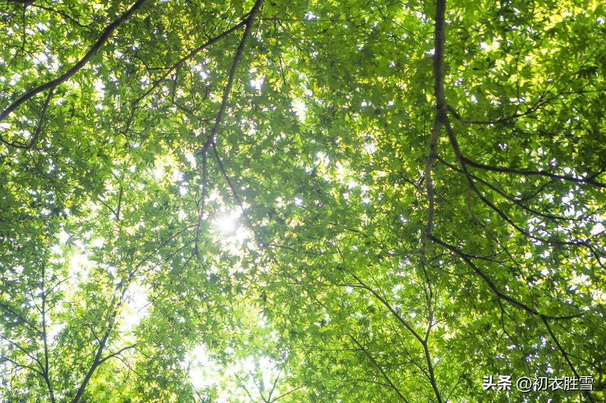 初夏诗词名句大全（初夏清新美诗七首赏读）