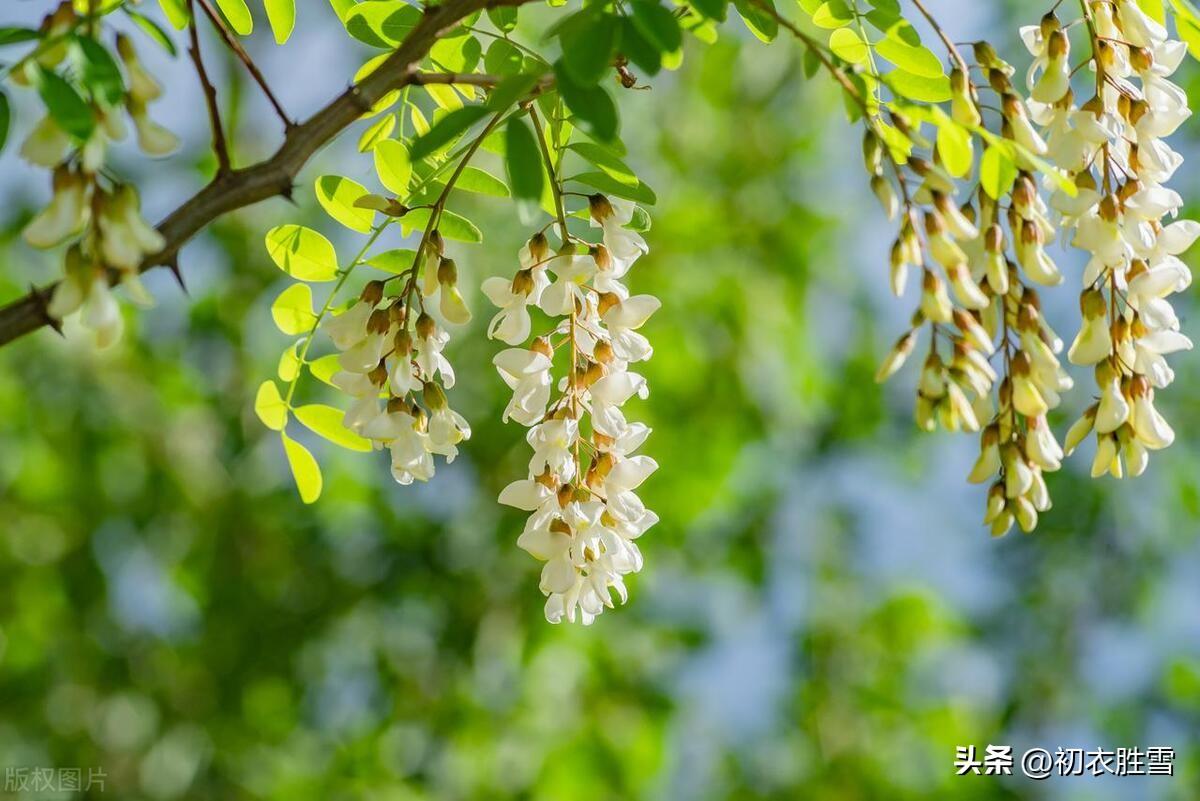 适合夏天的古诗词（初夏槐花诗词四首赏读）