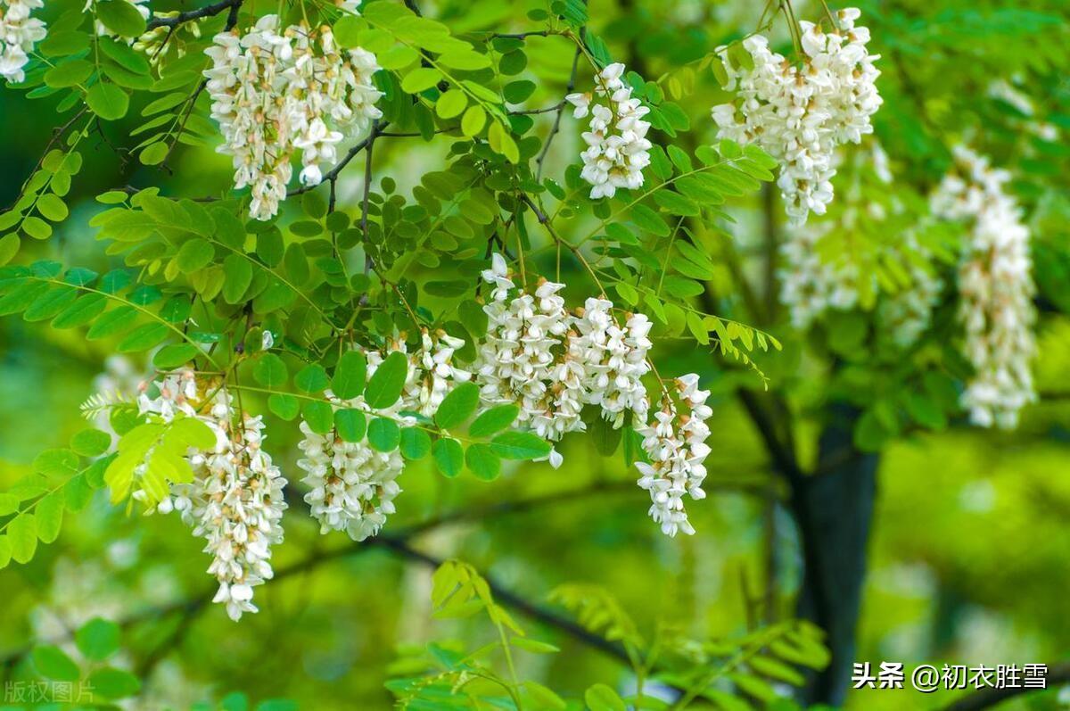 适合夏天的古诗词（初夏槐花诗词四首赏读）