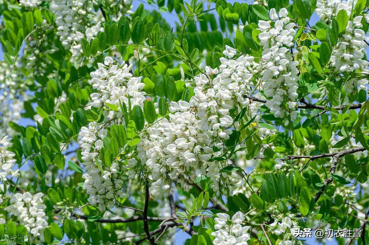 适合夏天的古诗词（初夏槐花诗词四首赏读）