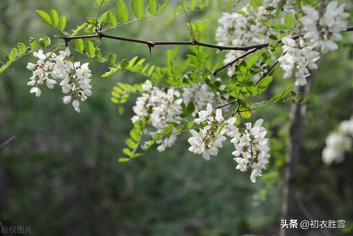 适合夏天的古诗词（初夏槐花诗词四首赏读）