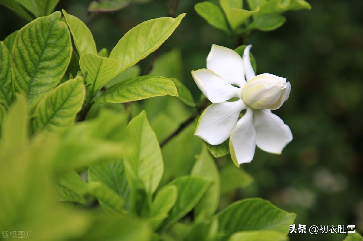 栀子诗词名句摘抄（夏花栀子美诗六首）