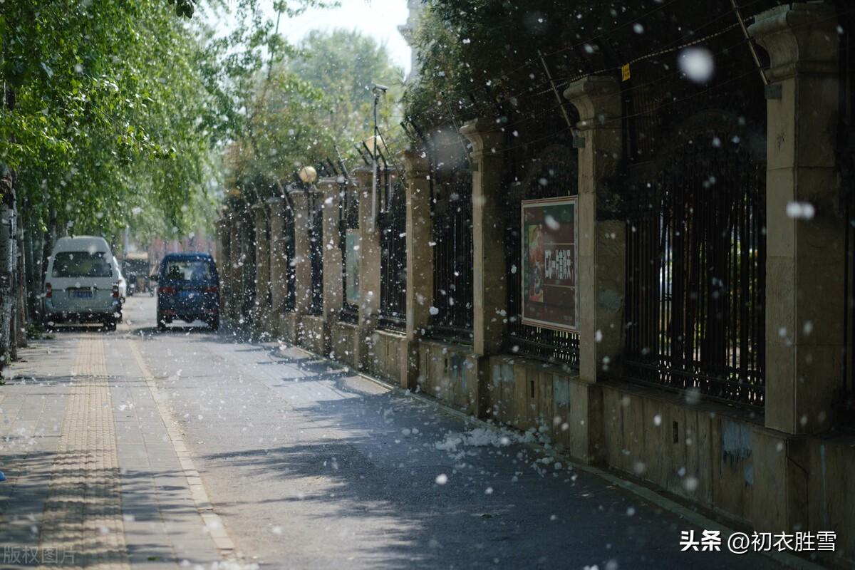 柳花诗词名句有哪些（柳花柳絮诗词七首）