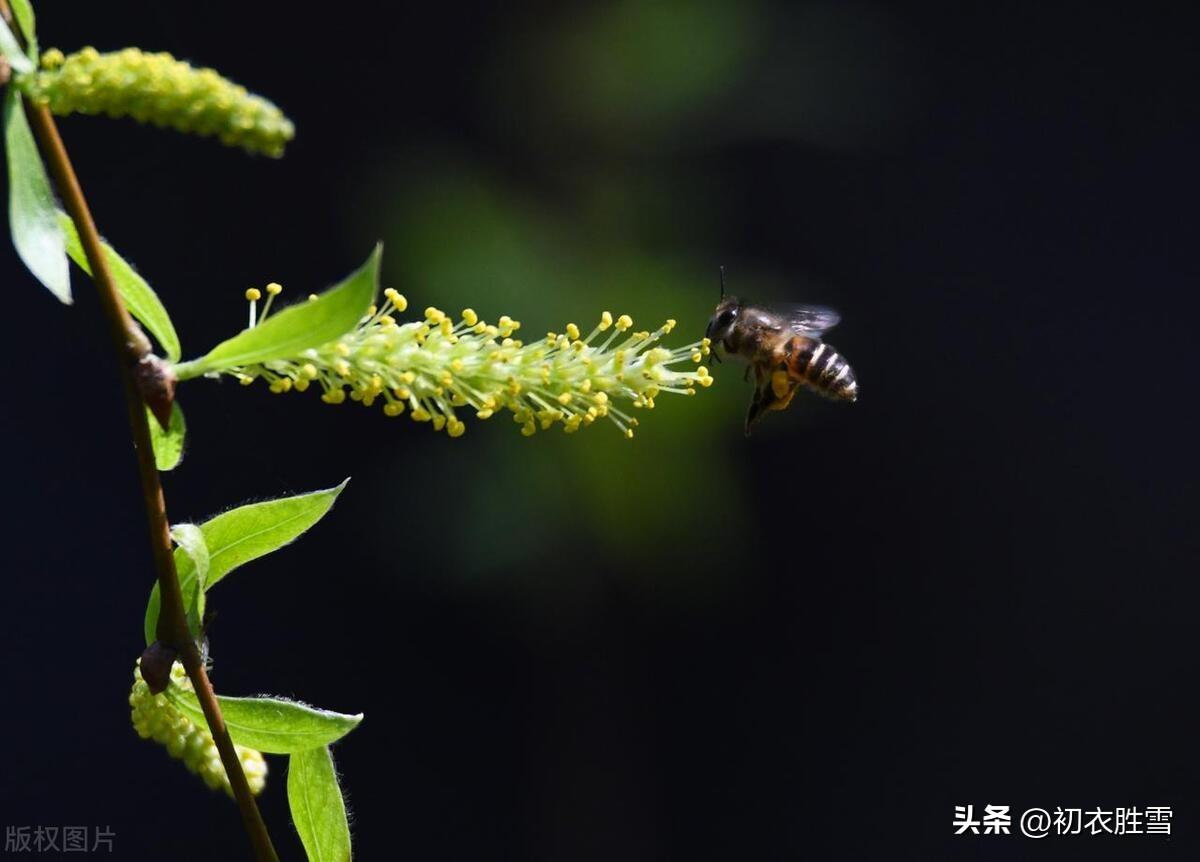 柳花诗词名句有哪些（柳花柳絮诗词七首）