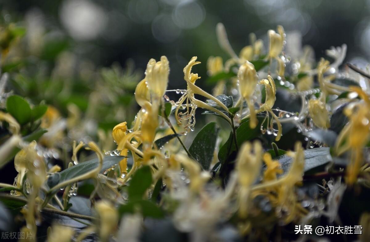 金银花诗词名句七绝（忍冬花金银花六首）