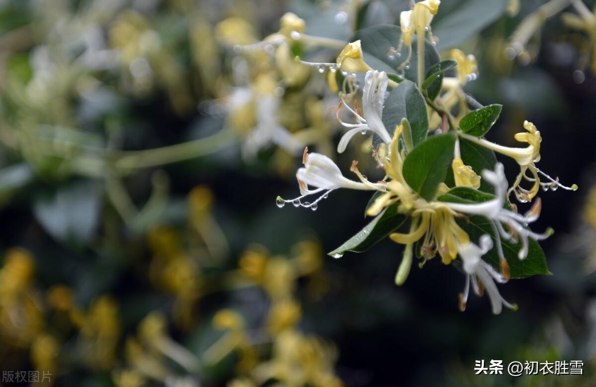 金银花诗词名句七绝（忍冬花金银花六首）