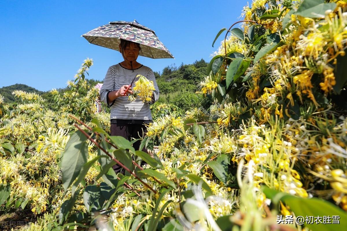 金银花诗词名句七绝（忍冬花金银花六首）