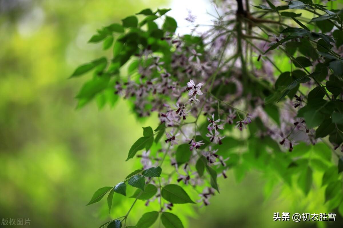 晚春诗词名句摘抄（晚春初夏楝花美诗七首）