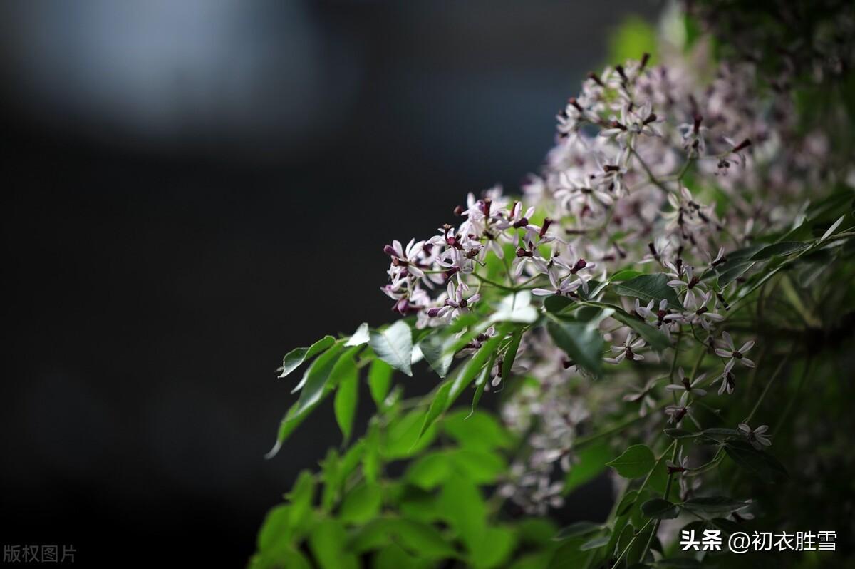 晚春诗词名句摘抄（晚春初夏楝花美诗七首）