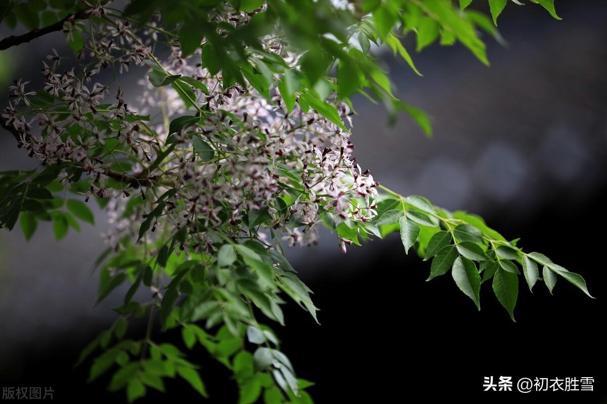 晚春诗词名句摘抄（晚春初夏楝花美诗七首）