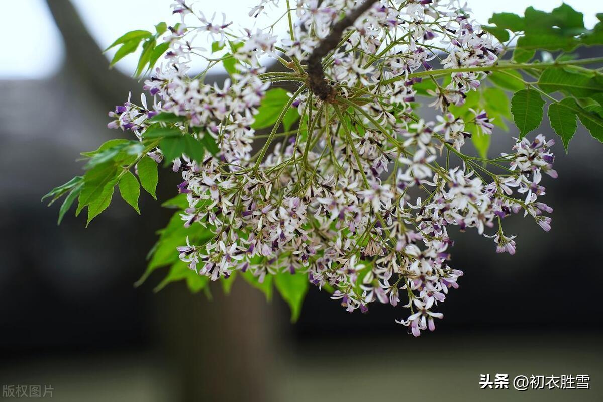 晚春诗词名句摘抄（晚春初夏楝花美诗七首）