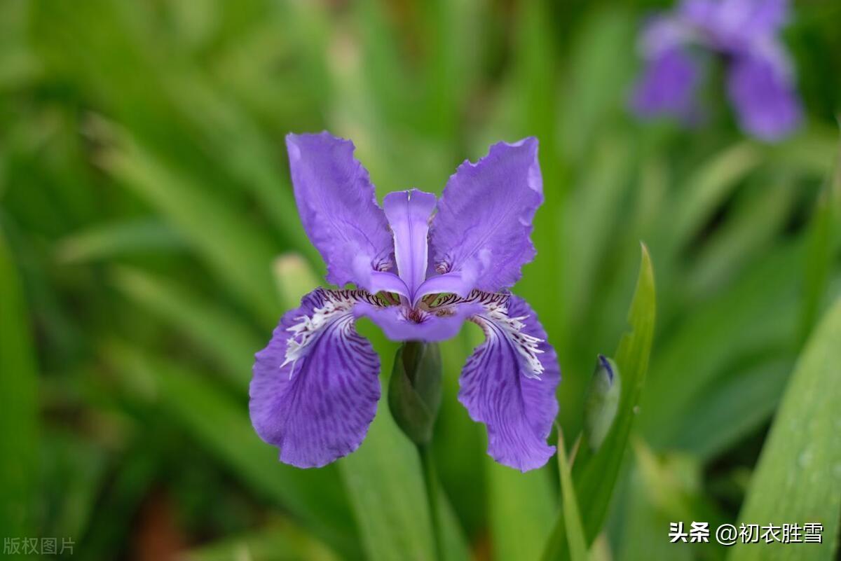 鸢尾花诗词名句有哪些（晚春鸢尾花五首赏读）