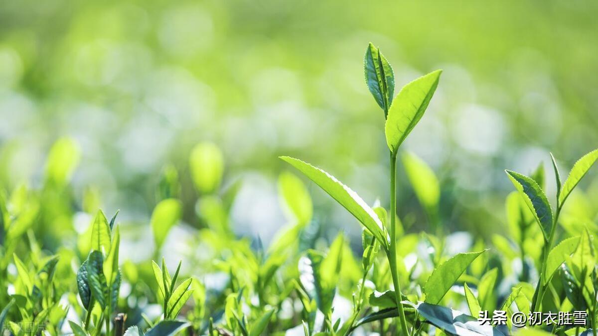 捣茶诗词名句有哪些（捣茶美诗四首赏读）