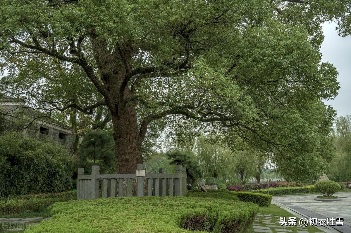 樟树诗词名句大全（晚春樟树美诗七首）