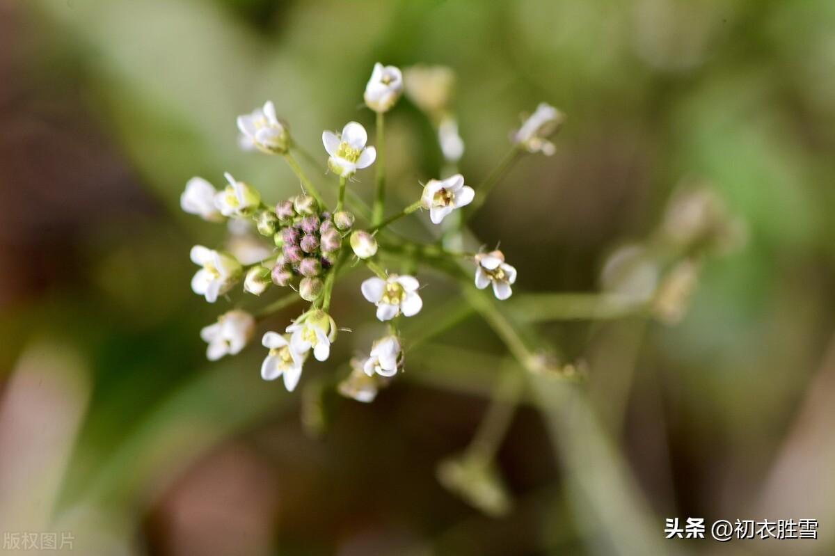 荠菜花诗词名句大全（晚春荠菜花古诗五首赏读）