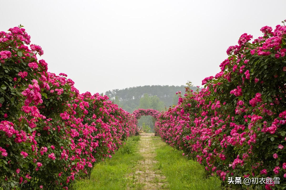 蔷薇诗词名句大全（蔷薇唐诗三首）