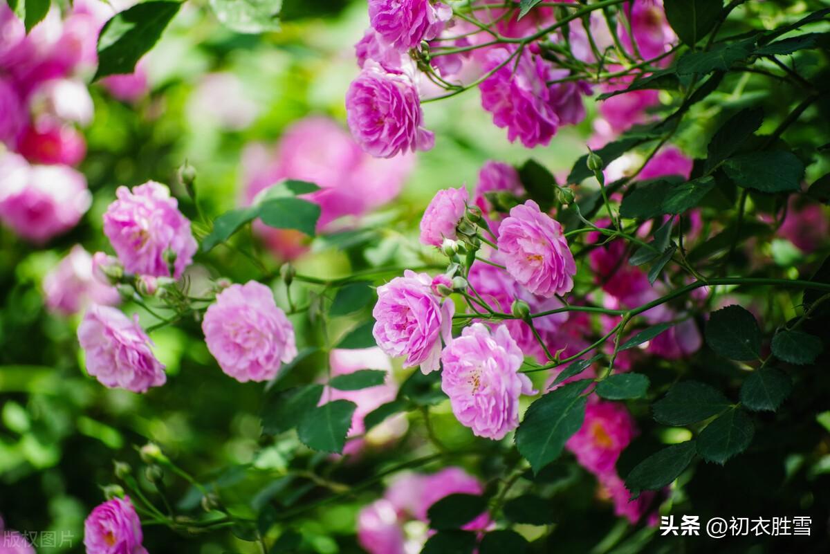 晚春诗词名句摘抄（晚春蔷薇花美诗五首）