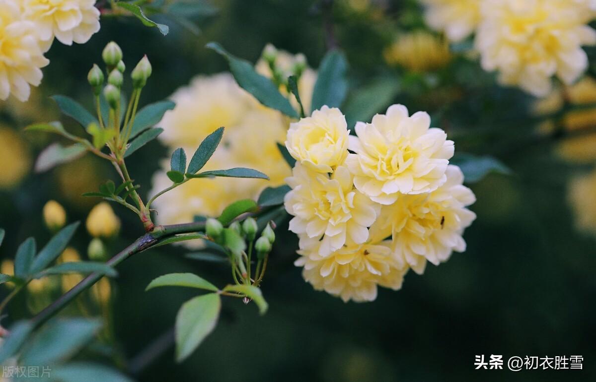 晚春诗词名句摘抄（晚春木香六首赏析）