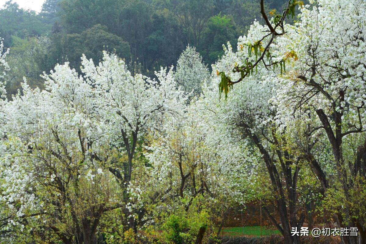 描写清明节的诗词名句（寒食清明古诗七首）