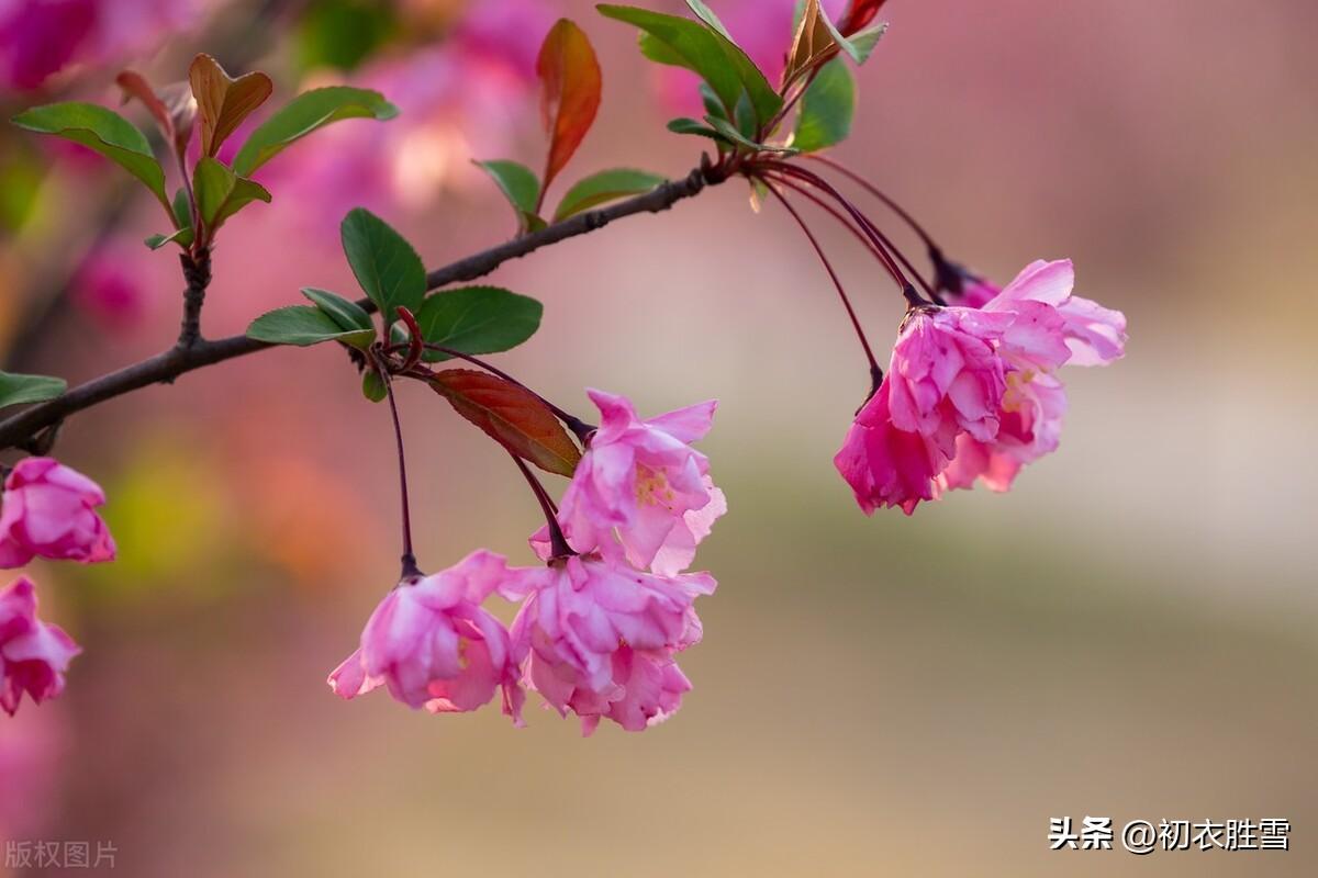 海棠诗词名句大全（宋诗海棠七首）