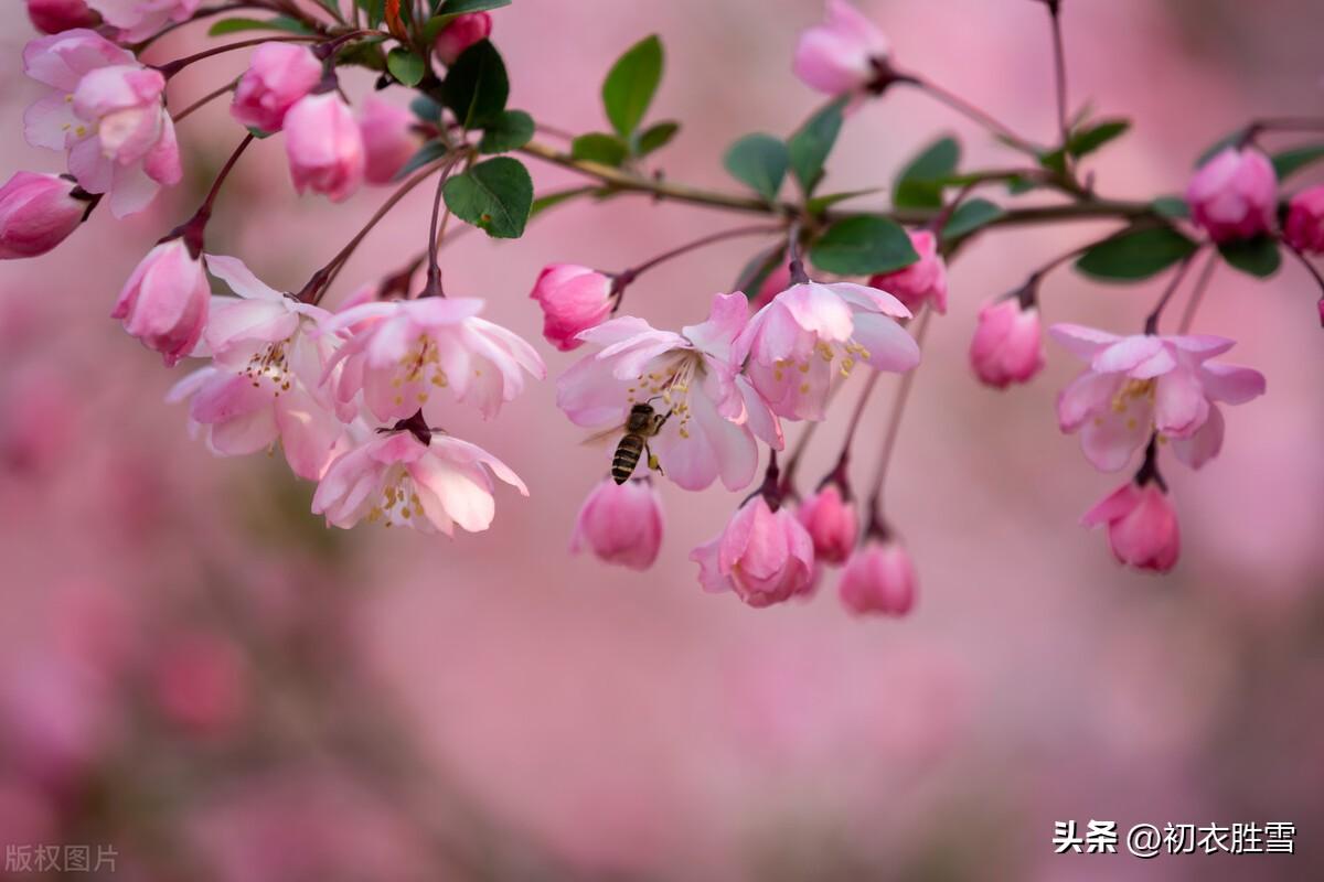 海棠诗词名句大全（宋诗海棠七首）