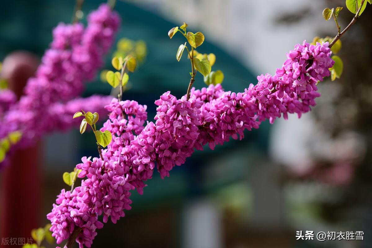 紫荆诗词名句大全（紫荆古诗七首赏读）