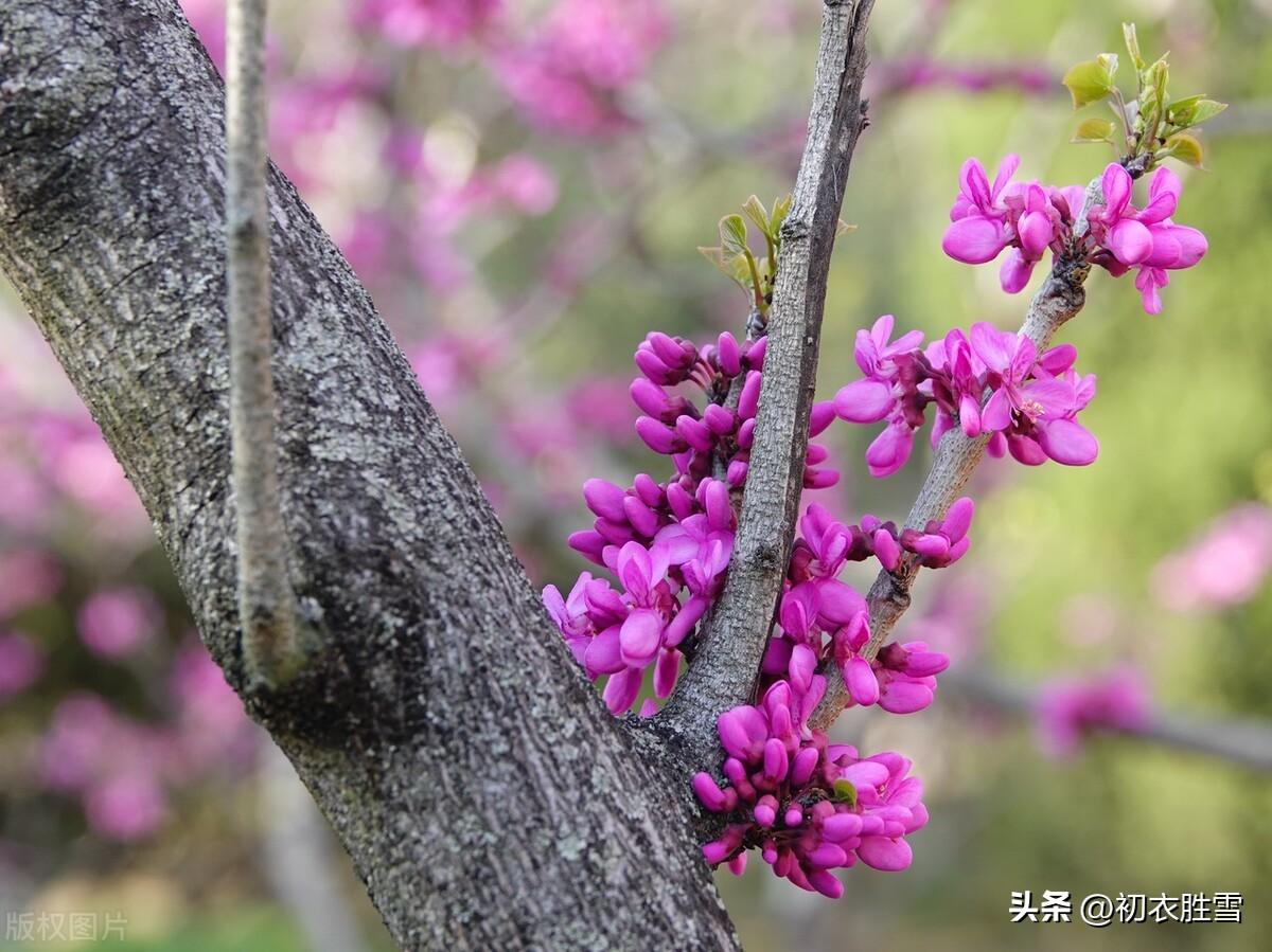 紫荆诗词名句大全（紫荆古诗七首赏读）