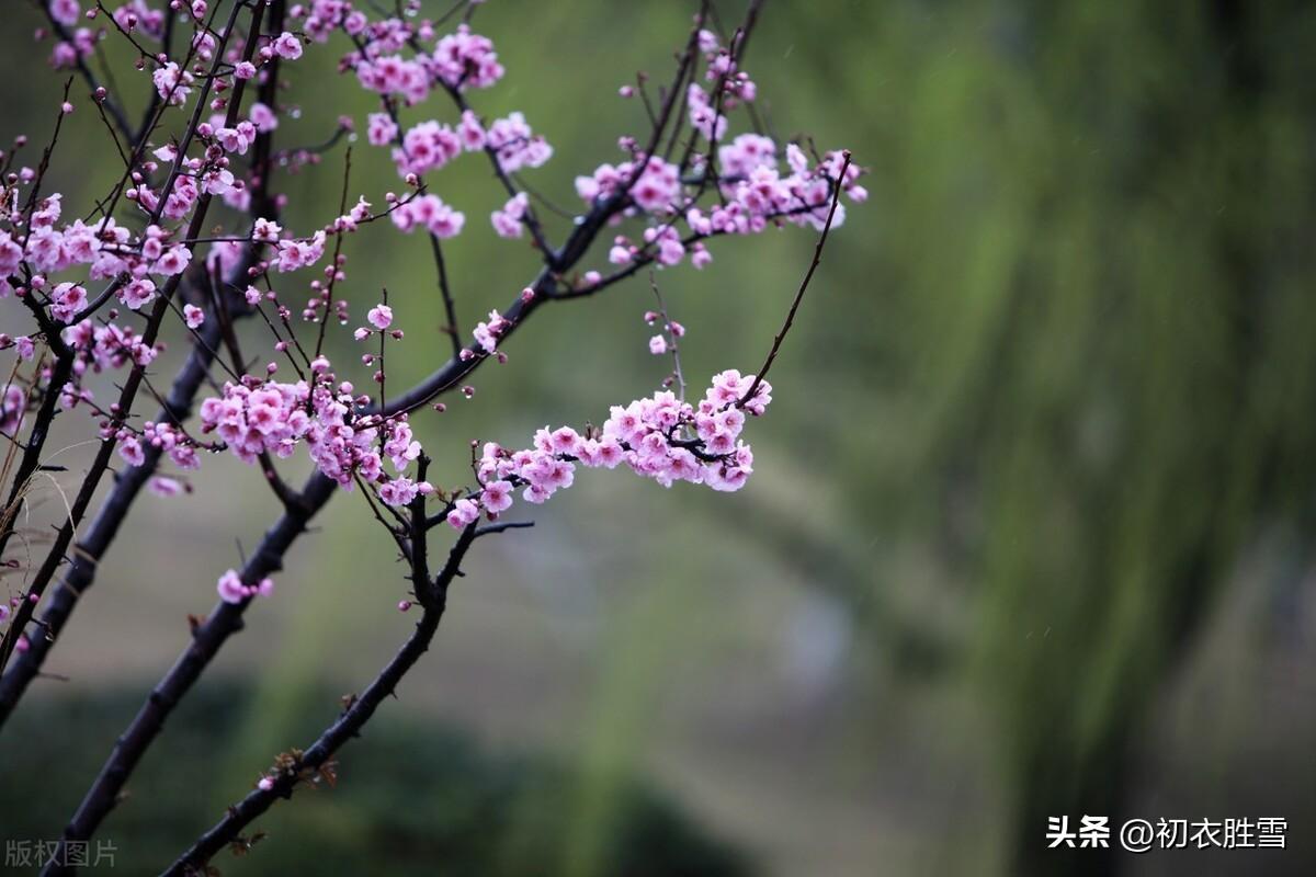 桃花经典古诗有哪些（静美桃花诗词七首赏读）