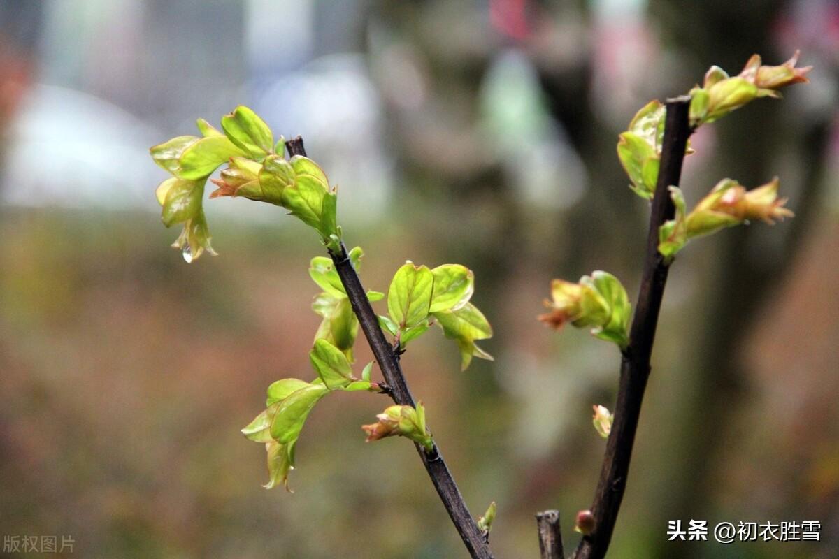 春雨经典古诗有哪些（雨水节气春雨美诗五首）