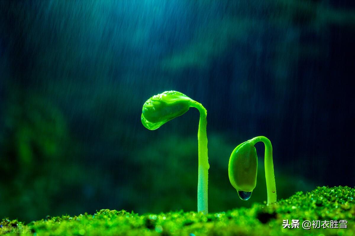 春雨经典古诗有哪些（雨水节气春雨美诗五首）