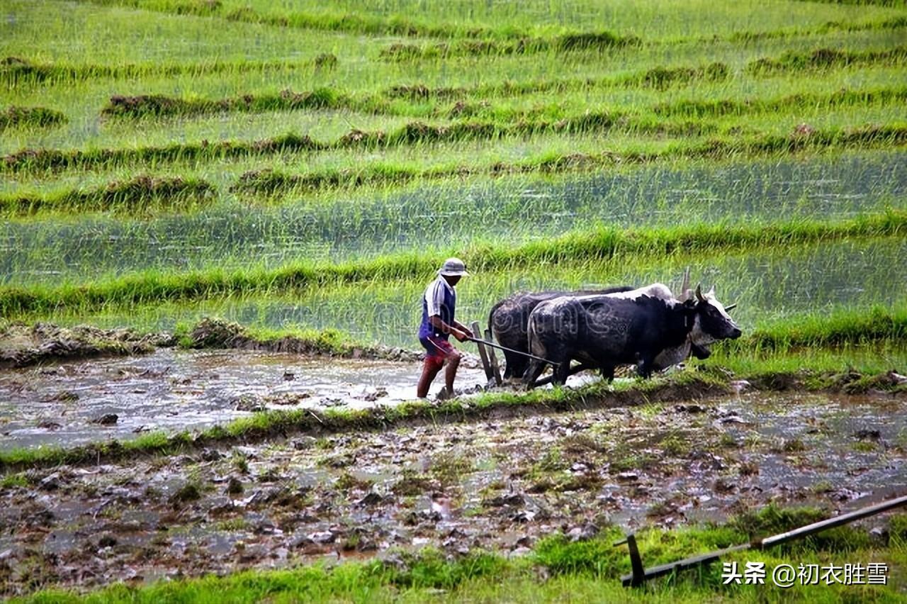 雨水经典古诗有哪些（雨水节气诗词五首）