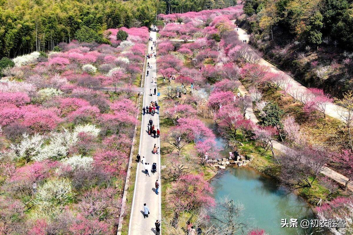 梅花经典古诗有哪些（早春梅花盛开美诗七首）