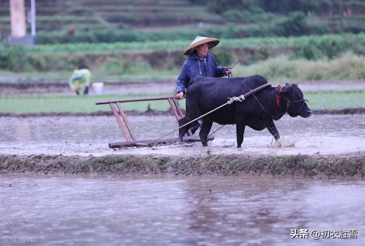 春雨经典古诗有哪些（早春春雨美诗五首）