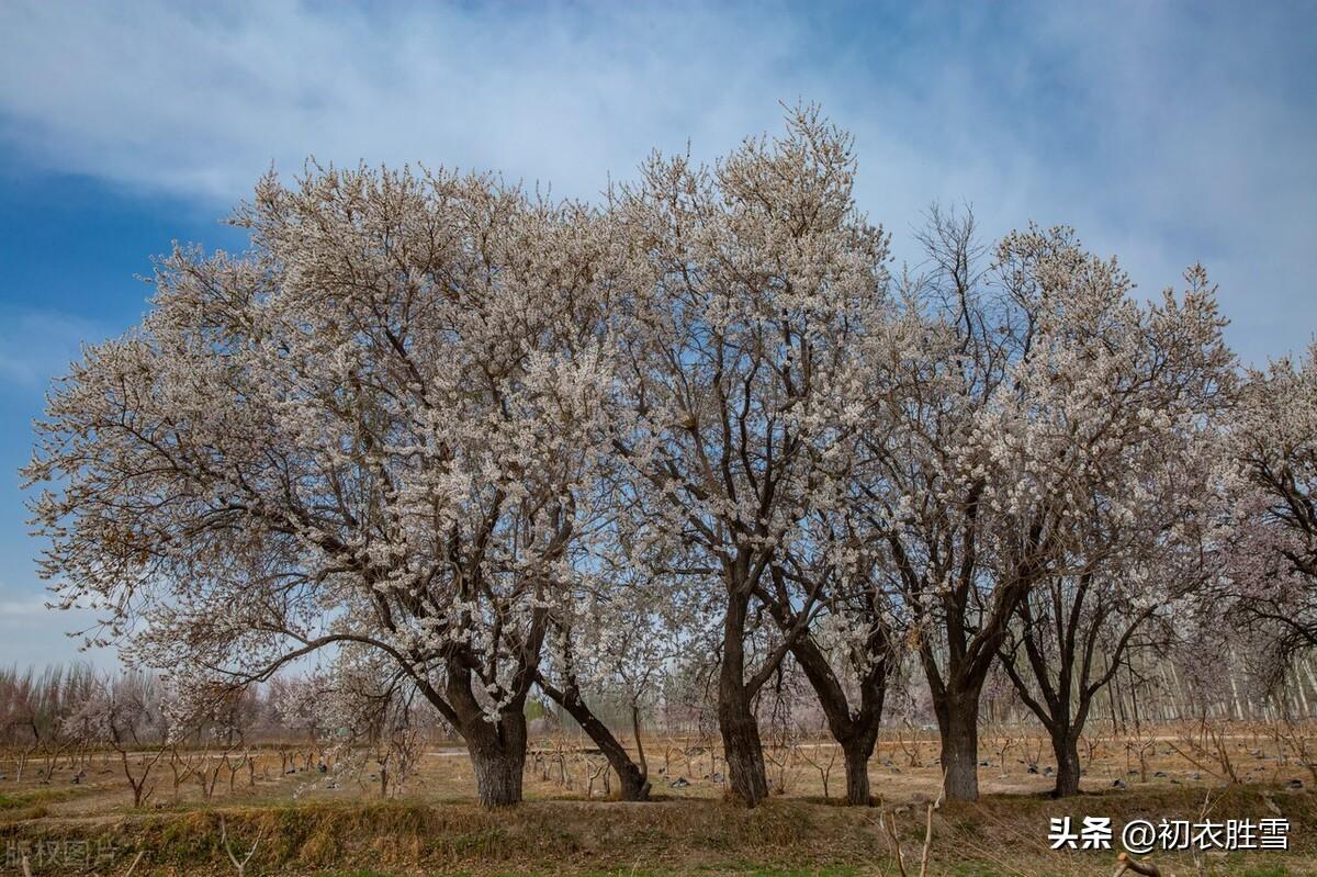 立春经典古诗大全（立春古诗两首赏析）