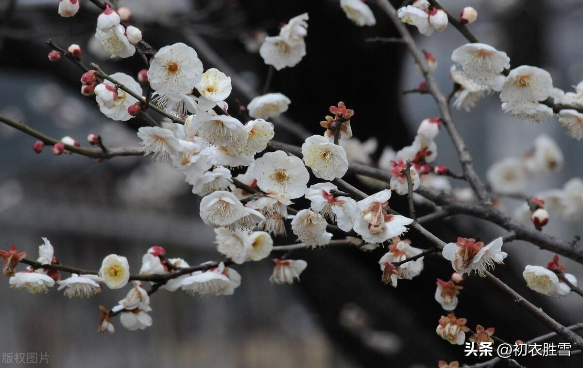 正月梅花古诗七首（春回十日梅初觉，一夜商量一并开）