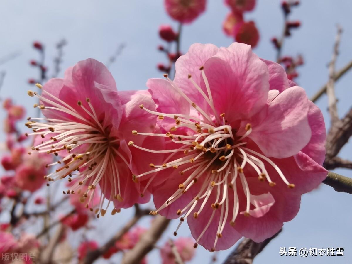 寒梅经典古诗有哪些（冬数九之三九梅花诗词五首）