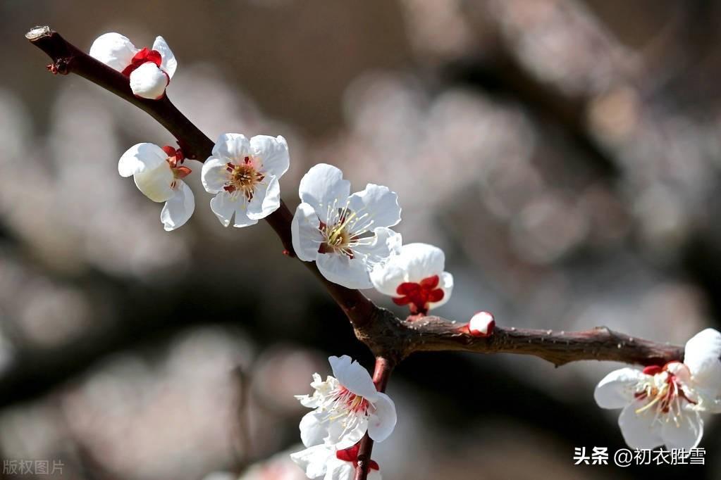 小寒经典古诗大全（小寒节气梅花五首）