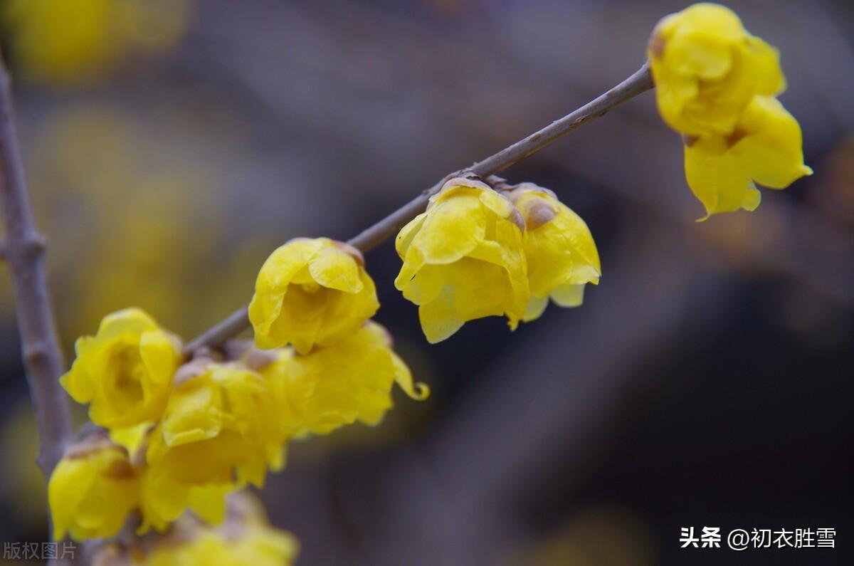 腊梅诗词古句摘抄（腊月腊梅美诗六首）