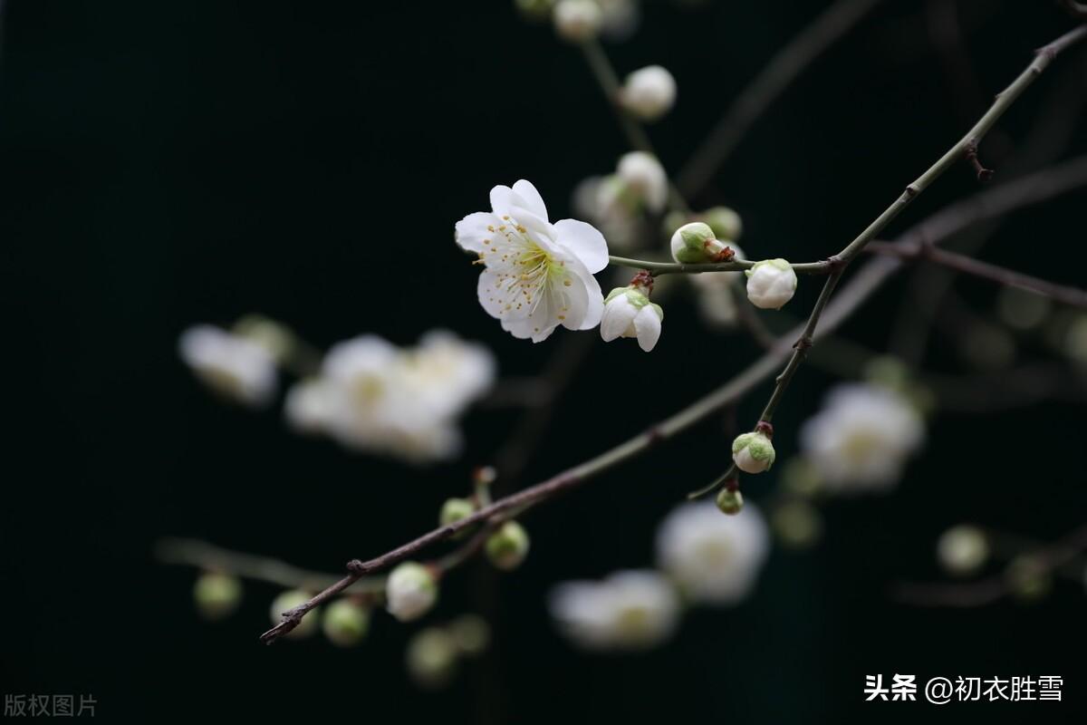 梅花诗词古句精选（冬至梅花五首赏析）