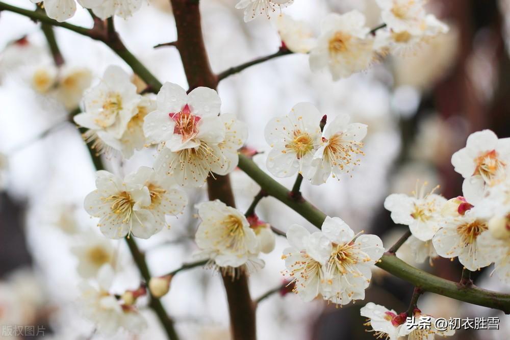 梅花诗词古句精选（冬至梅花五首赏析）