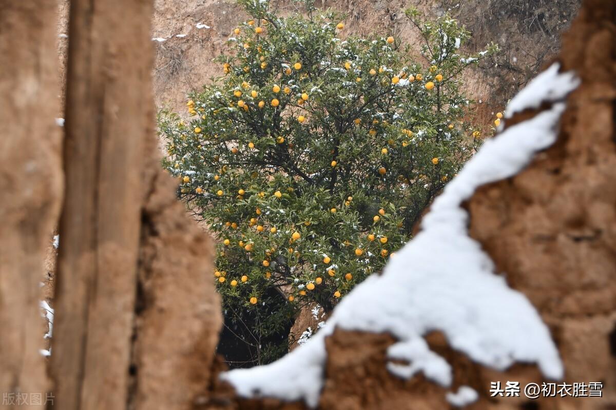 冬橘诗词古句唯美（冬橘好诗五首赏析）